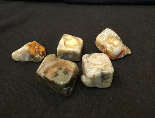 Coprolite - Fossilised Dinosaur Poo