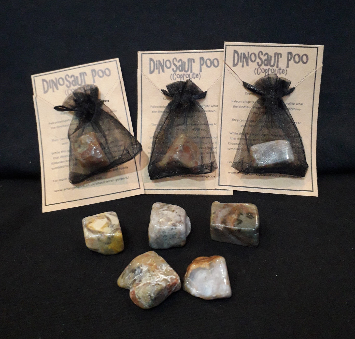 Coprolite - Fossilised Dinosaur Poo